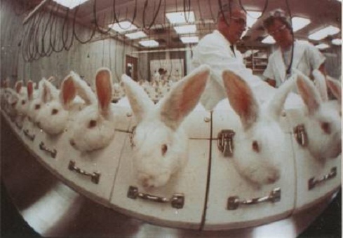 (Foto:Referencial- Internet)
