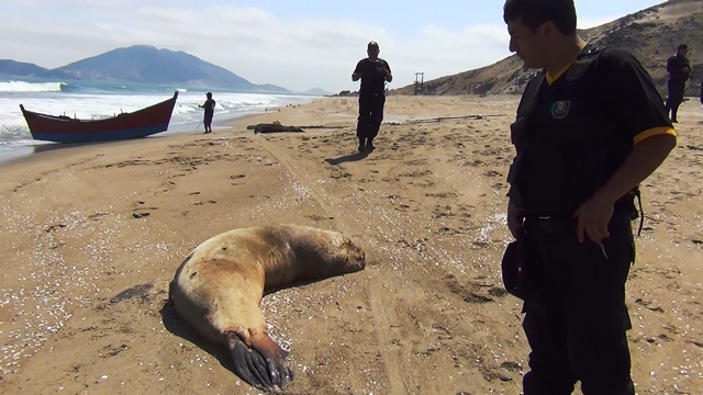 foto: Serenazgo Nuevo Chimbote