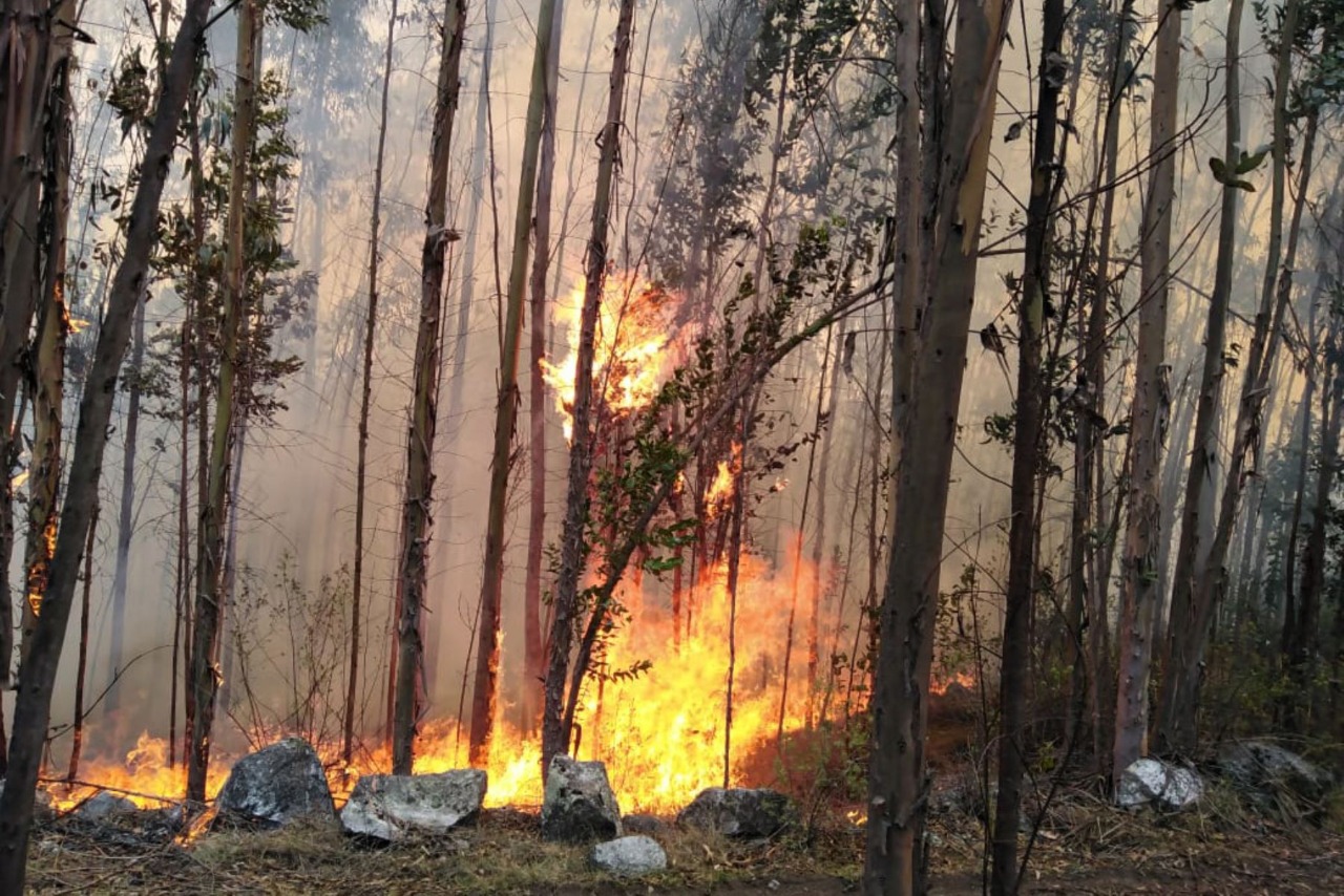 Foto: Cortesía Gonzalo Horna