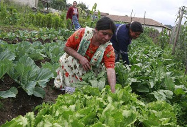 mujer-peruana-trabajadora
