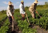 El Año Internacional de la Agricultura Familiar 2014 es una iniciativa promovida por el Foro Rural Mundial.