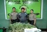 La Policía fue a intervenirlo por robo, pero encontraron en su vivienda más de 100 plantones de marihuana.