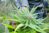 Hallazgo se realizó gracias a operativo “Cordillera 2015” realizado en el paraje de Huictu – Marcará.
