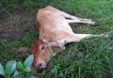 Recomiendan a la población tomar precauciones al consumir carnes.