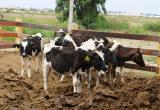 Indignante. Cuatro toretes murieron por falta de comida