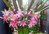 “La casa de Dios se viste de flores”, es la exposición de flores que se inaugura hoy a las 6 p.m. en la Catedral de Nuevo Chimbote.