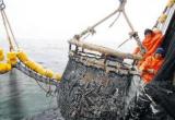 La talla mínima autorizada para la pesca y venta de caballa es de 29 centímetros.
