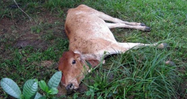 Recomiendan a la población tomar precauciones al consumir carnes.