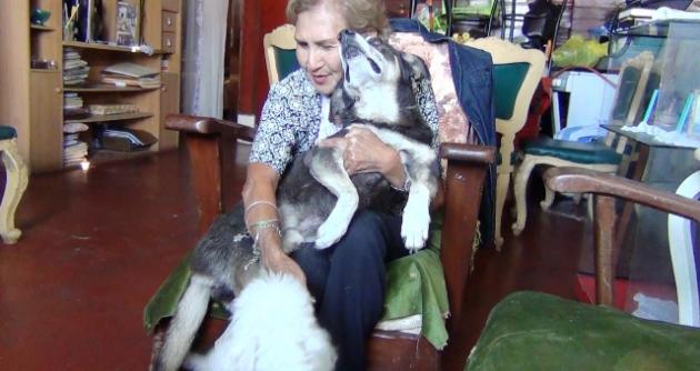 “Patán” recibe el cariño de sus dueños un día después del salvaje ataque que recibió de un pitbull.