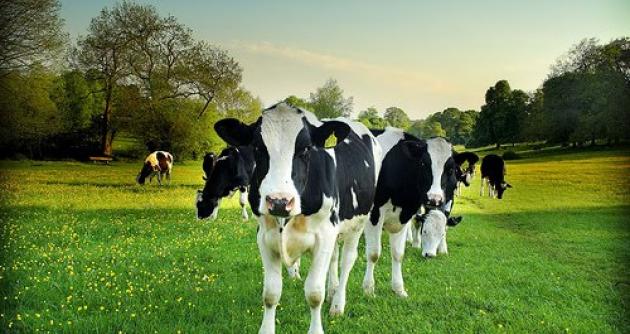 ¿Cuál o cuáles son tus vacas?, luego poco a poco deséchalas. Foto: Internet
