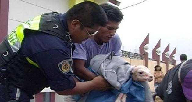 (Fotos: cortesía Serenazgo MPS)