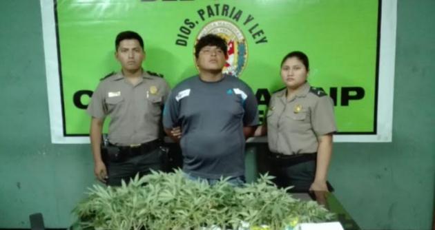 La Policía fue a intervenirlo por robo, pero encontraron en su vivienda más de 100 plantones de marihuana.