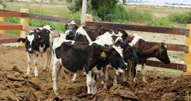 Indignante. Cuatro toretes murieron por falta de comida