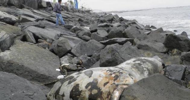 Dos lobos marinos muertos están varados en el malecón Grau hace una semana.