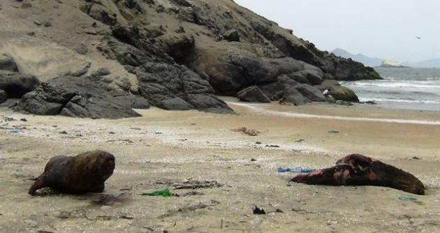 Deprimente situación en que se encuentran lobos marinos en nuestras playas.