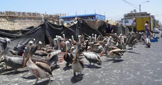Pelícanos hambrientos se desplazan cerca al mercado Alfonso Ugarte para buscar alimentos.