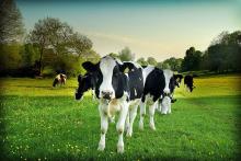 ¿Cuál o cuáles son tus vacas?, luego poco a poco deséchalas. Foto: Internet